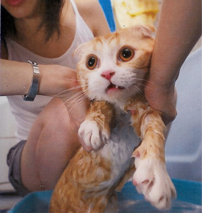 びしょ濡れ猫画像3