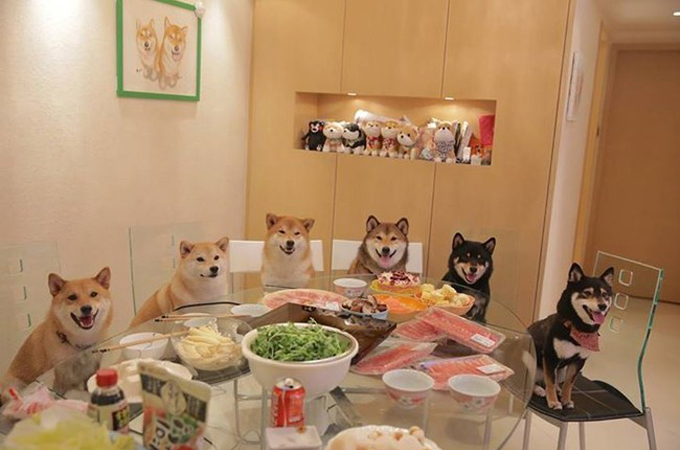 日本が誇る「柴犬」が海外でも大人気！可愛さを改めて実感する画像集