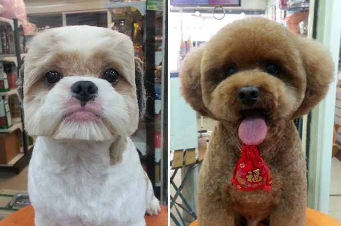 台湾で流行のスクエア、ラウンドヘア犬が可愛いと世界中で話題に