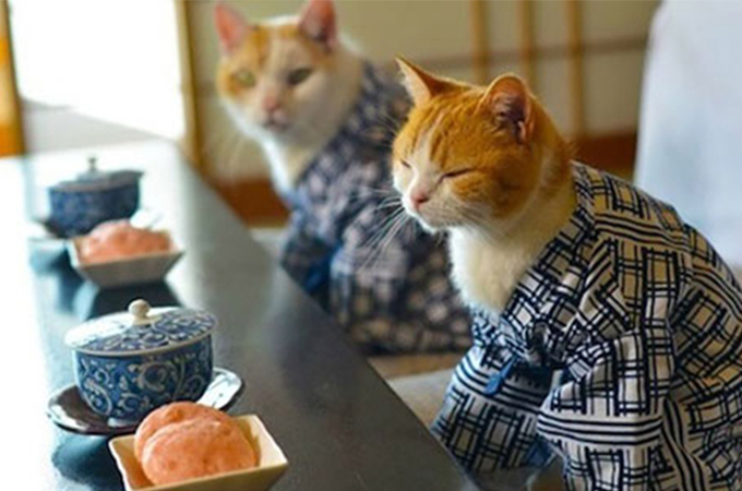着物や浴衣をおしゃれに着こなす和の心をもった猫たち | Petfun | 動物やペットに関する情報サイト