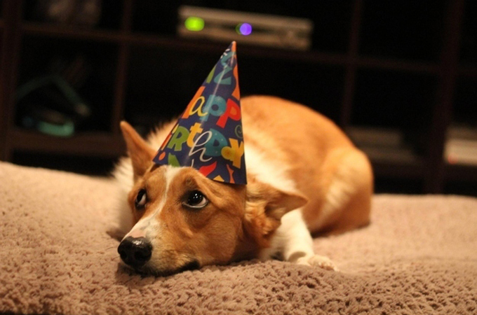 1年に1回の誕生日なのになぜか浮かない表情の犬や猫たち
