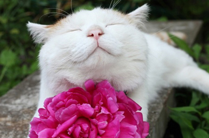 素敵な笑顔で私たちを癒してくれる可愛い猫ちゃんたちの画像15選