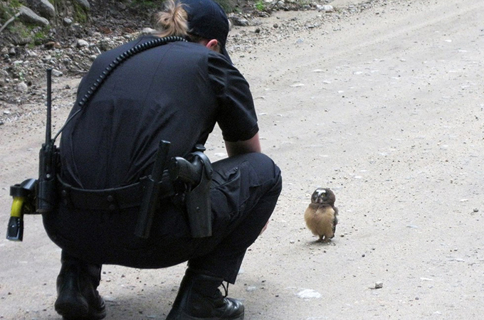交通規則を守らないフクロウと警察官の可愛いすぎるにらみ合い