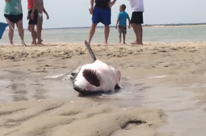 浜辺に打ち上げられたサメ。危険をかえりみず救助する人たちに感動