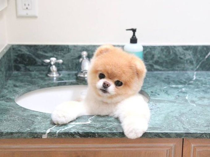 リラックスタイム アロマ エステ お風呂好きのおしゃれな犬たち Petfun 動物やペットに関する情報サイト