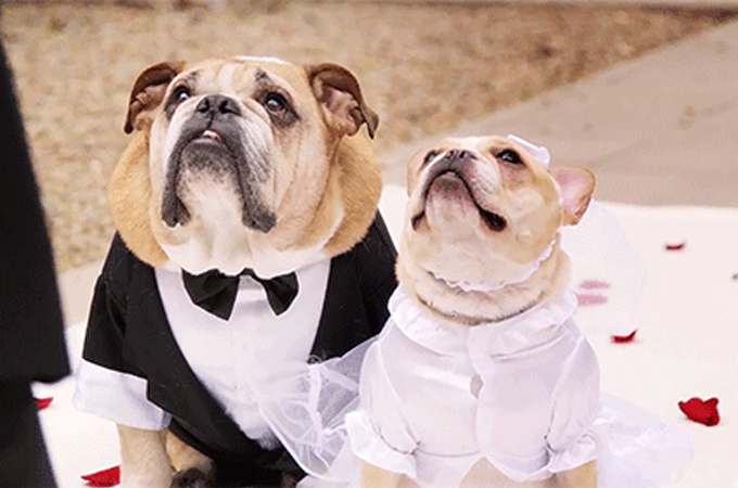 一生に一度の最高の記念日！愛を誓い合う犬たちの結婚式がトレンドに