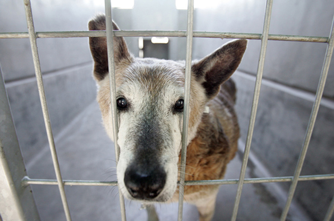 殺処分の対象とされていた犬たちを救うための素晴らしい法律が施行
