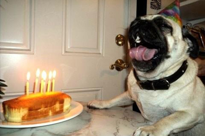 大切な記念日！愛する犬、猫たちの誕生日を祝う素敵な画像33選