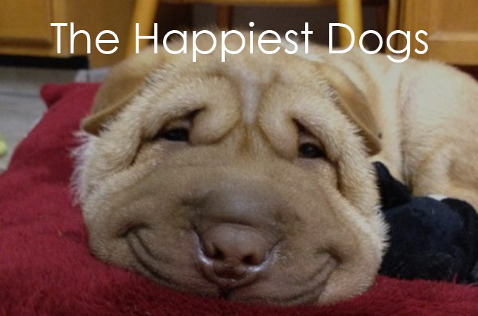 こんな素敵な笑顔を見せてくれる犬たちを私たちは傷つけてはいけない