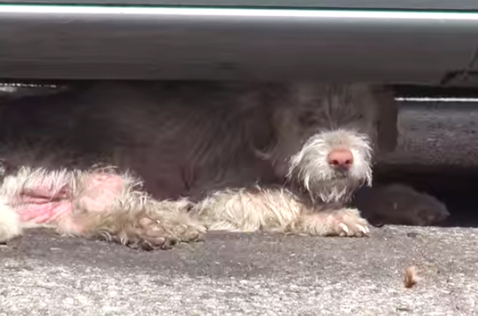 車の下で生活していたホームレス犬が保護される心あたたまる映像