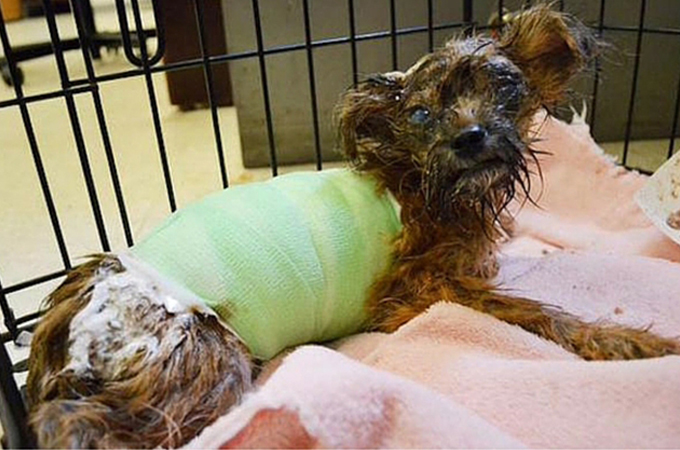 酸によりひどい科学火傷を負わされた1匹の子犬の懸命の治療
