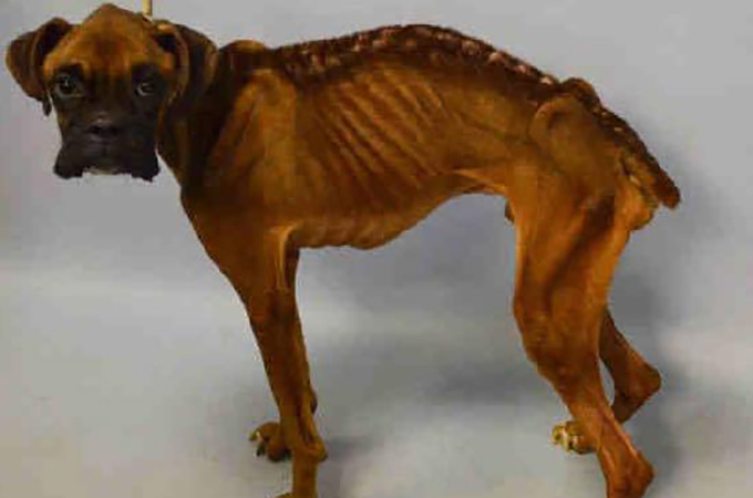 骨が浮き出るほど痩せこけるまで放置されたボクサー犬が発見される Petfun 動物やペットに関する情報サイト
