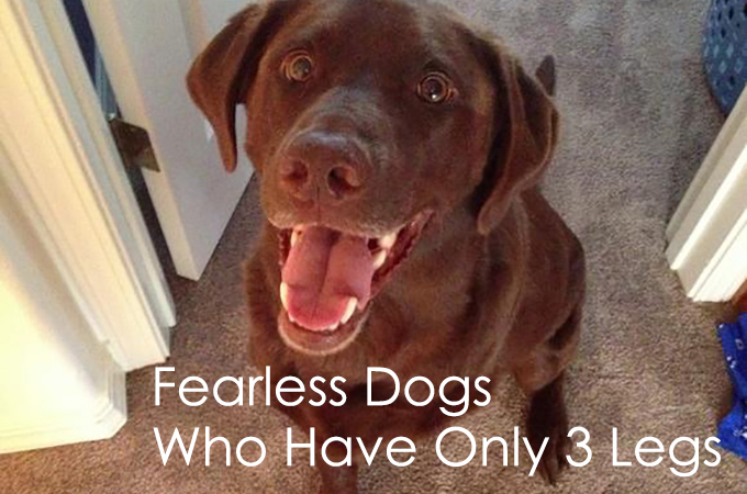 3本足と言う障害をものともしない犬たちが勇気をくれる画像21選