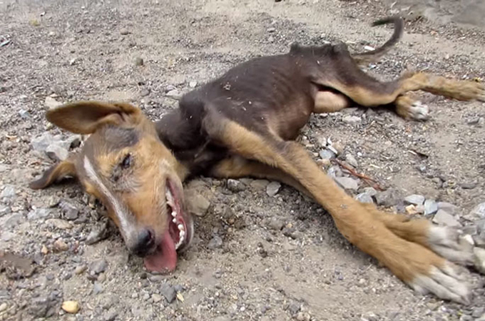 道端で死亡したと思われていた子犬が尻尾を振り助けを求める