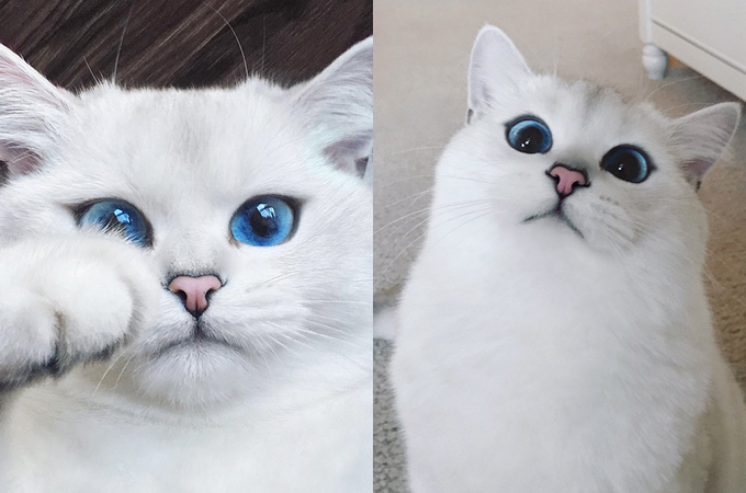 青く透きとおった瞳を持つ猫が美しいと話題の画像17選