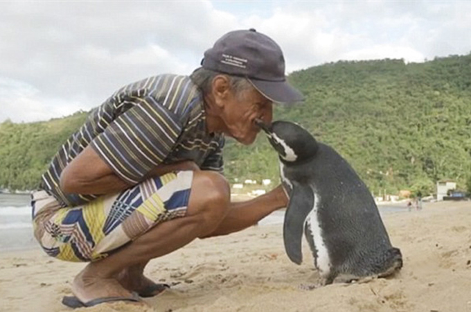 8000キロの海を渡り命を救ってくれた男性に恩返しをするペンギン