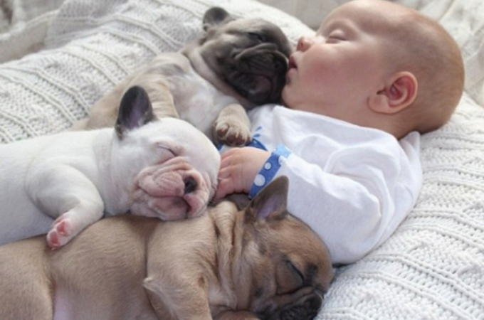 赤ちゃんと子犬3匹が仲良く寝ている写真が反則級のかわいさに萌え Petfun 動物やペットに関する情報サイト