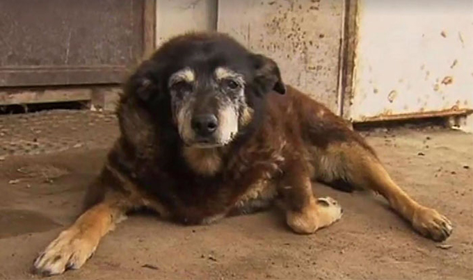 30歳という世界最高齢のおばあちゃん犬「マギー」が天国へ
