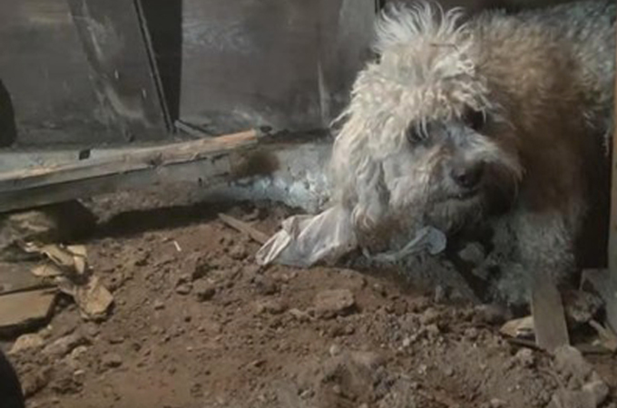 5ヶ月もの間、民家の床下に住み続けた犬が保護され生まれ変わる