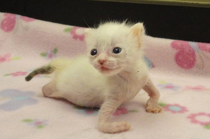 ねじれた腕と脚を持って生まれたことで棄てられた猫「プレッツェル」