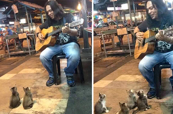 ストリートミュージシャンの熱狂的なファンは4匹の可愛い子猫たち