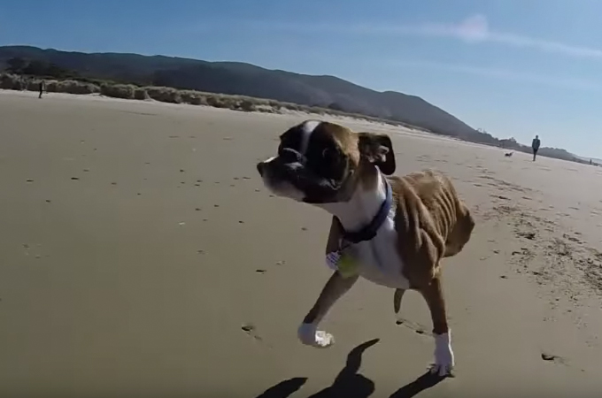 【動画】先天性の病気で後ろ足がないボクサー犬が2本足で　力強く海辺を走り回る