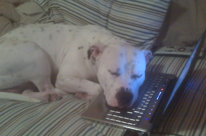 パソコンに前で眠る1匹の犬。その切ない理由とは