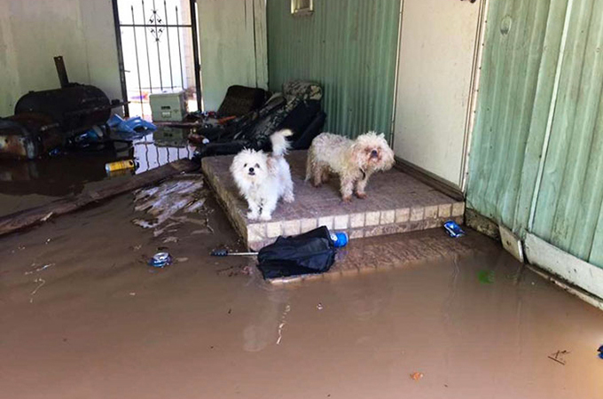 大洪水発生後、避難指示を守らず多くの人たちが愛犬を置き去りに