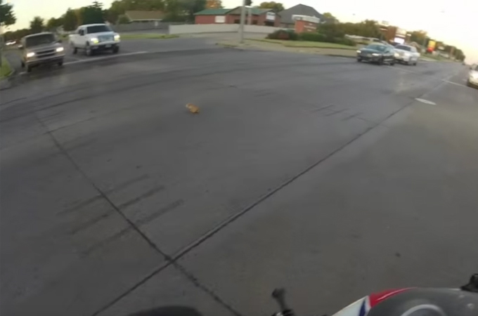 交通量が多い交差点でバイクを運転中の女性。身を投げ出し子猫を救出。その後…