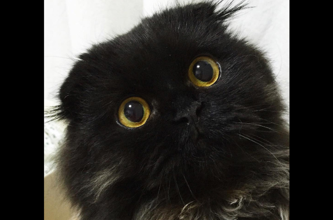 まっくろくろすけ と話題の黒猫 ギモ Petfun 動物やペットに関する情報サイト