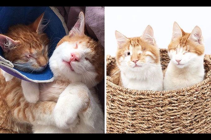 発見された双子の盲目の子猫。お互いを支え合う2匹は最高の親友！
