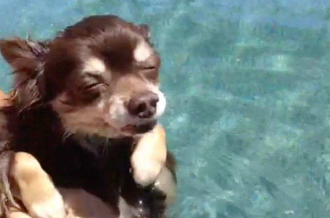 【動画】夏に向け愛犬に泳ぎの練習をさせる飼い主さんたち10選
