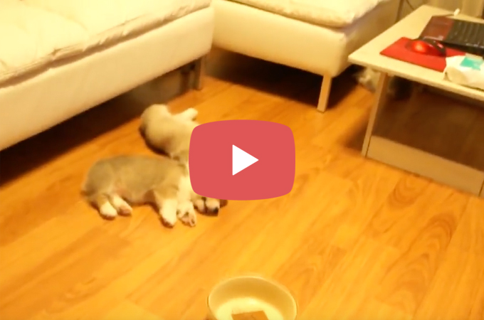 【動画】「カーン。カーン。ご飯だよ！」の合図で寝ていた子犬のコーギーたちが続々集合