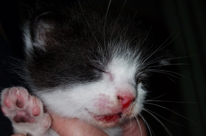 走行中の車から投げ捨てられ1週間が山場と宣告された子猫。懸命な看病によって奇跡的に回復する