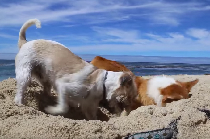 【動画】海辺で穴を掘る2匹のワンコ。掘り終えた後の笑顔に思わずほっこり