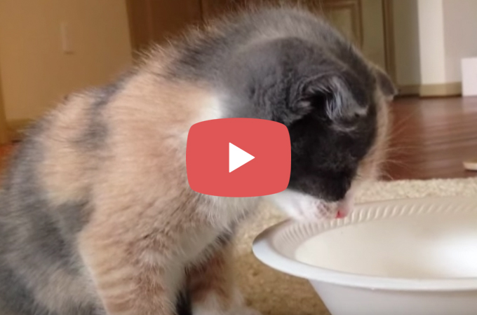 【動画】ミルクを飲んでる最中に動かなくなる子猫。しばらくすると…