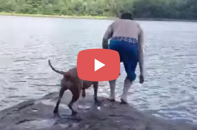 【動画】湖に飛び込んだ飼い主さん！落ちたと勘違いしたピット・ブルがとった行動とは