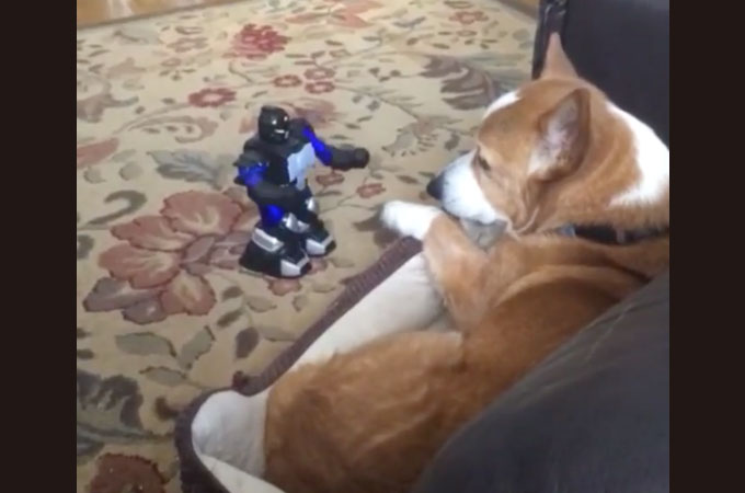 【動画】「友達になって！」と近づき、手を差し出すロボットに対して犬がとった行動とは！