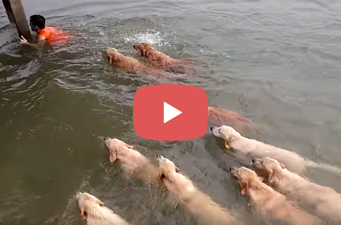 【動画】泳ぐ男性を容赦なく追いかける大勢のワンコたち