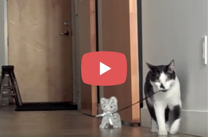 【動画】失敗を重ねながらも、動くぬいぐるみを上手に散歩させる猫