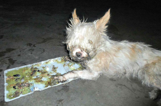飼い主とはぐれ倉庫でネズミ捕りにかかり瀕死の状態で発見されたチワワ