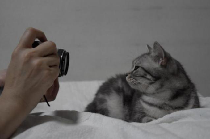 猫、フラッシュ撮影で失明するの？　ツイッターで話題に　専門の獣医師「けいれんの可能性も…」