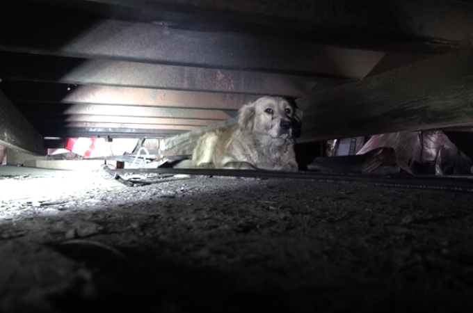 暗く狭い場所で孤独に暮らしていた犬。動物保護団体の職員が諦めることなく接した結果、無事に救出される
