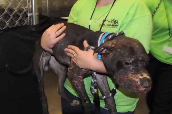 長時間にわたって闘犬として闘わされた犬。救出され手術を行うも救うことができなかった命