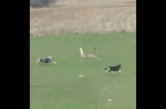 【動画】庭に侵入してきたシカ。犬2匹で追い出すのかと思いきや、その後まさかの展開に！