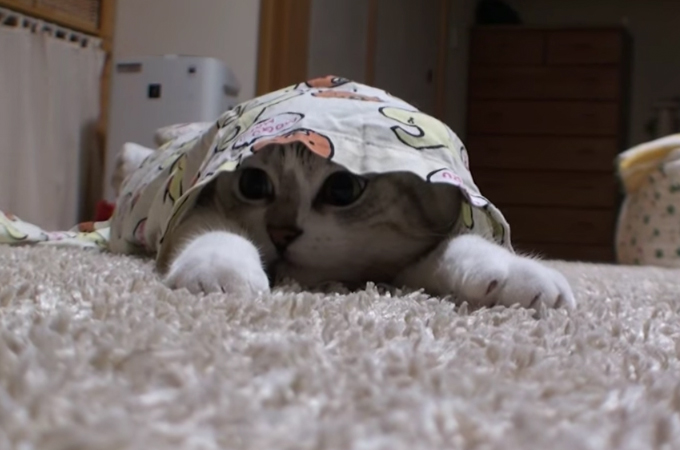 【動画】洗濯物で遊ぶのが大好きな猫。おもちゃを使っておびき出される姿が可愛すぎる