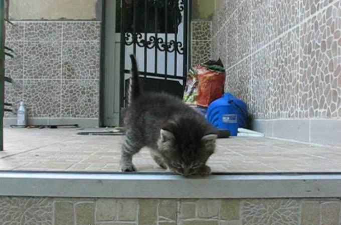 【動画】頑張って階段を降りた子猫。それを見ていた母猫がとった行動とは