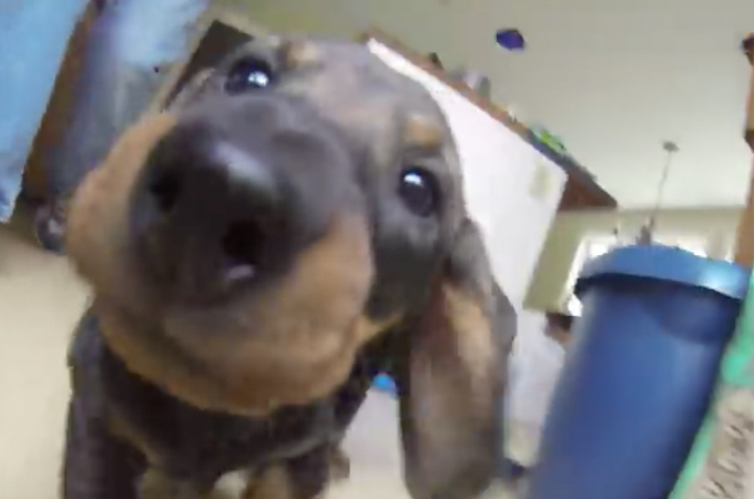【動画】迫り来るダックスの赤ちゃん！犬と同じ目線になって撮影した動画が可愛すぎる！