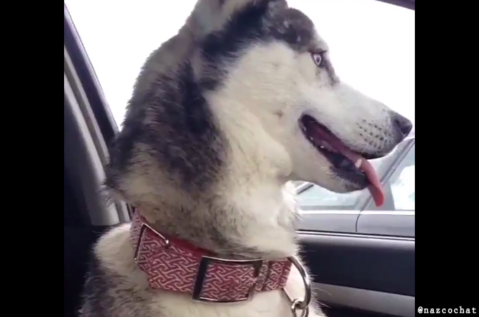 公園に遊びに行くと思って車に乗車したハスキー犬。病院へ向かっている事がわかった瞬間の表情がこちら