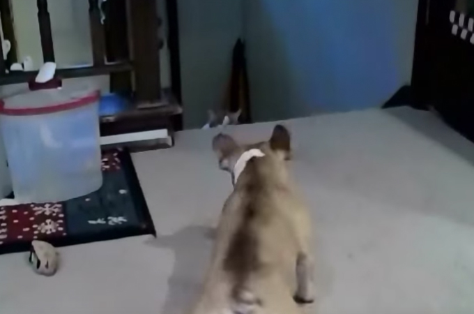【動画】高い位置から喧嘩を売るフレンチブルドッグ。怒った猫が近づいた途端に犬がとった行動とは